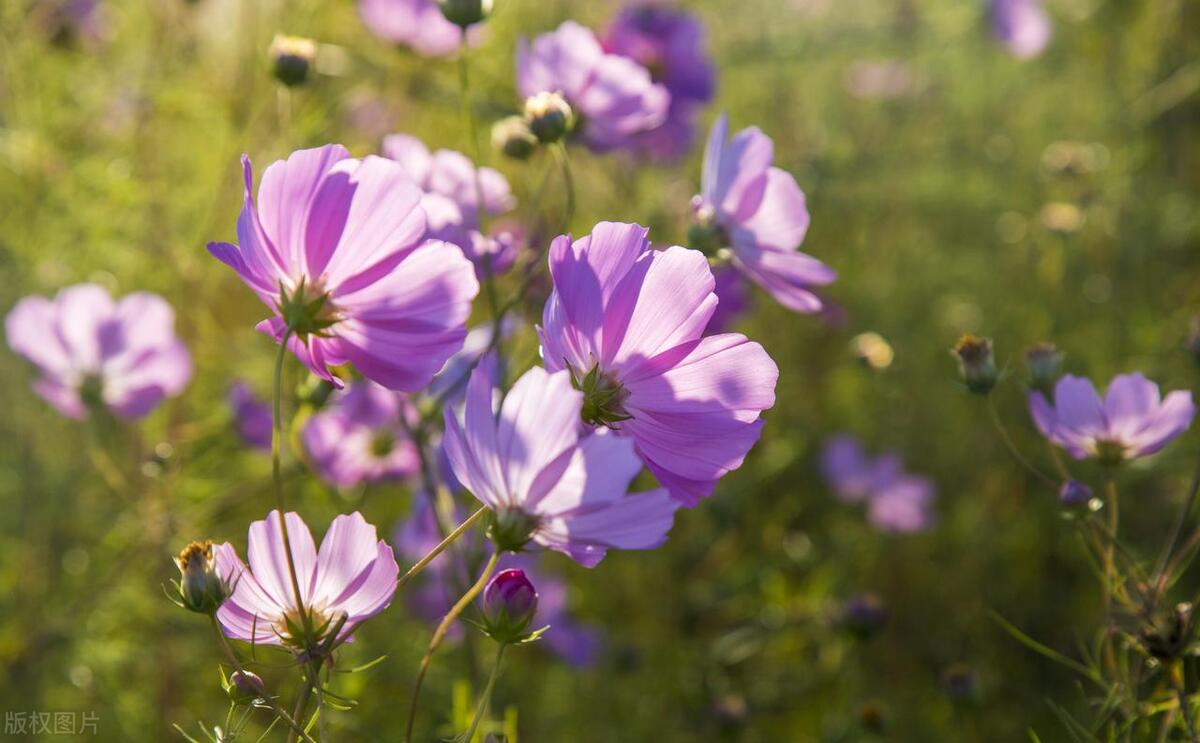 反诈电话提醒是真是假,电话智能反诈功能