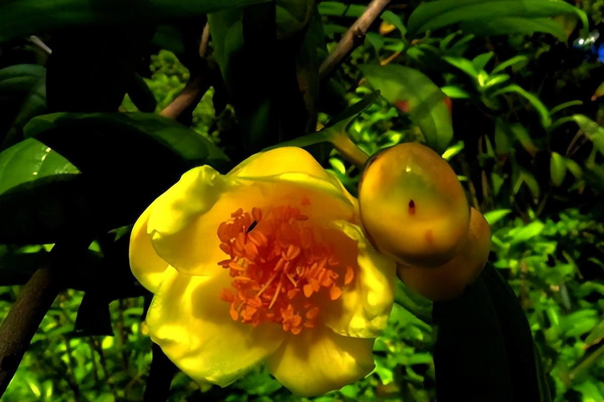 金花茶具有六大器官吗,金花茶属于什么属性