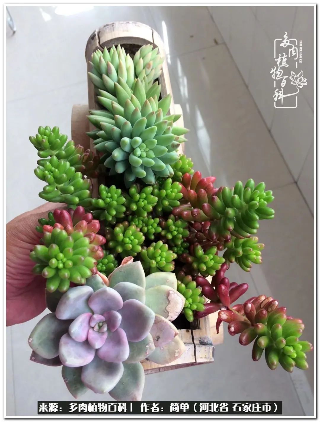 自从养了多肉以后视频,养多肉治愈生活中的疲惫和琐碎