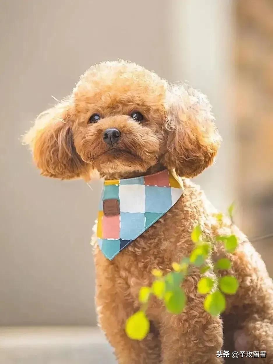 宠物狗应该怎么养详细介绍科普,宠物狗喂养及训练方法有哪些