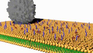 NK细胞是抗病毒治疗的天然*器武**，用来对抗新冠、流感以及HIV等