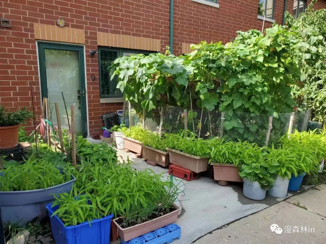 哇哦!原来美国大城市也有人摆地摊卖菜