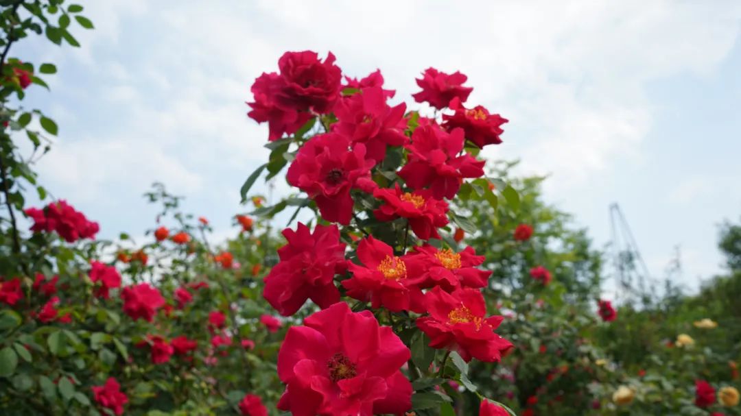 金东鲜花,金东村花卉扶贫基地