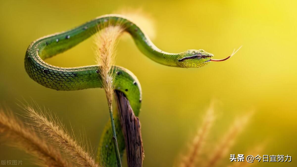 女人梦见蛇在床上预示着什么,女人梦见发大水