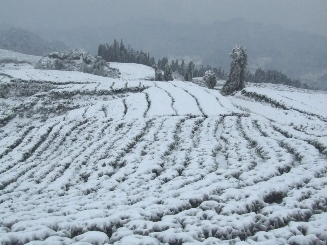 中国早春第一茶就在三江,华夏第一早春茶