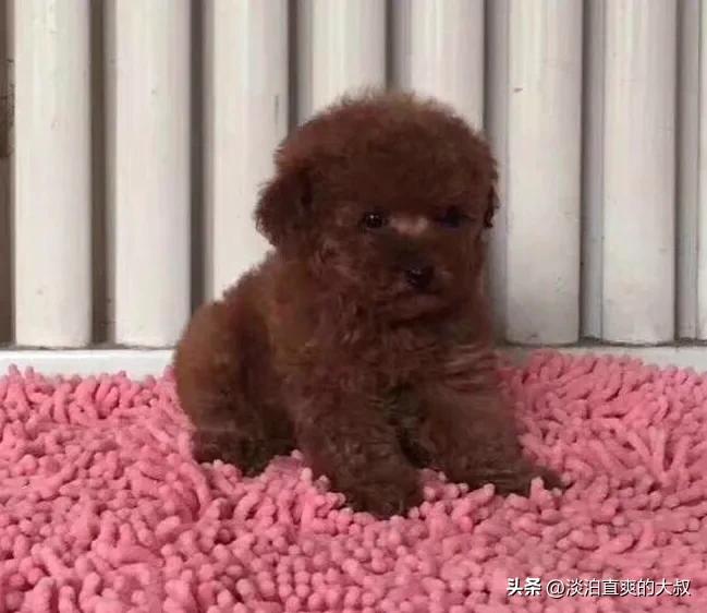 女人和泰迪玩耍视频,女人和泰迪联手