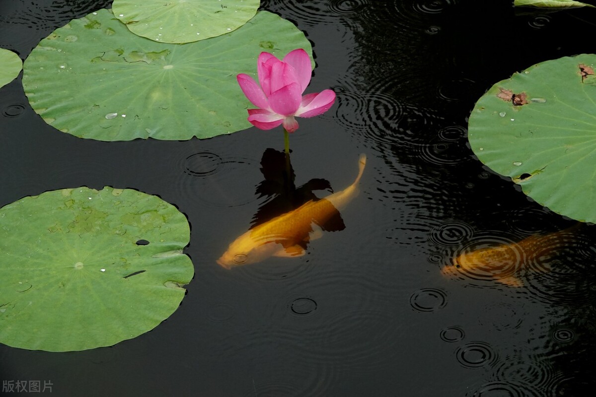古诗词中荷花的称呼,古诗词中荷花的意象思乡