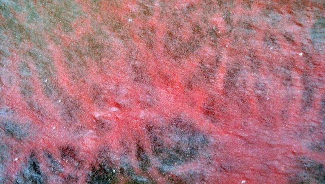 河里捞红虫赚钱吗,捞红虫一天能赚一万元