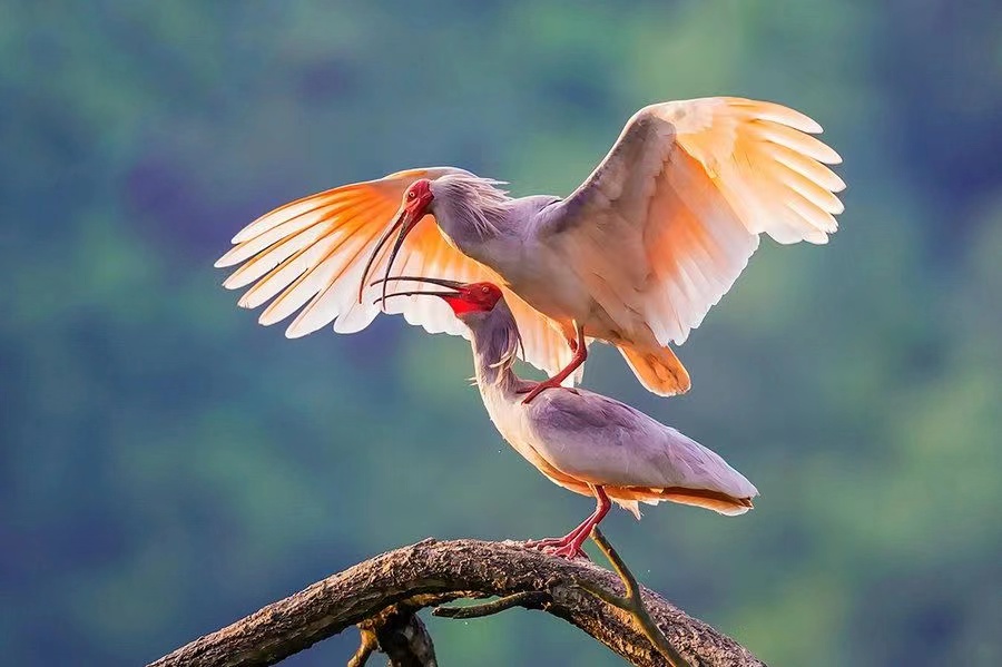 世界十大珍稀动物排名,我国十大珍稀动物视频