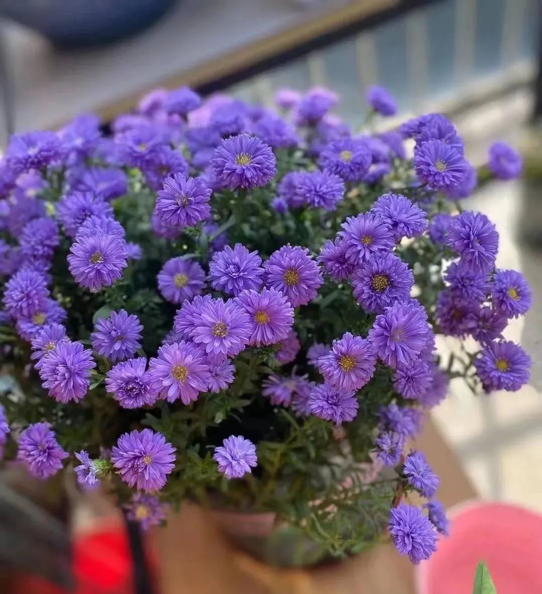 30款经典蓝紫色开花植物!别拉我,就让我坠入这梦幻的漩涡