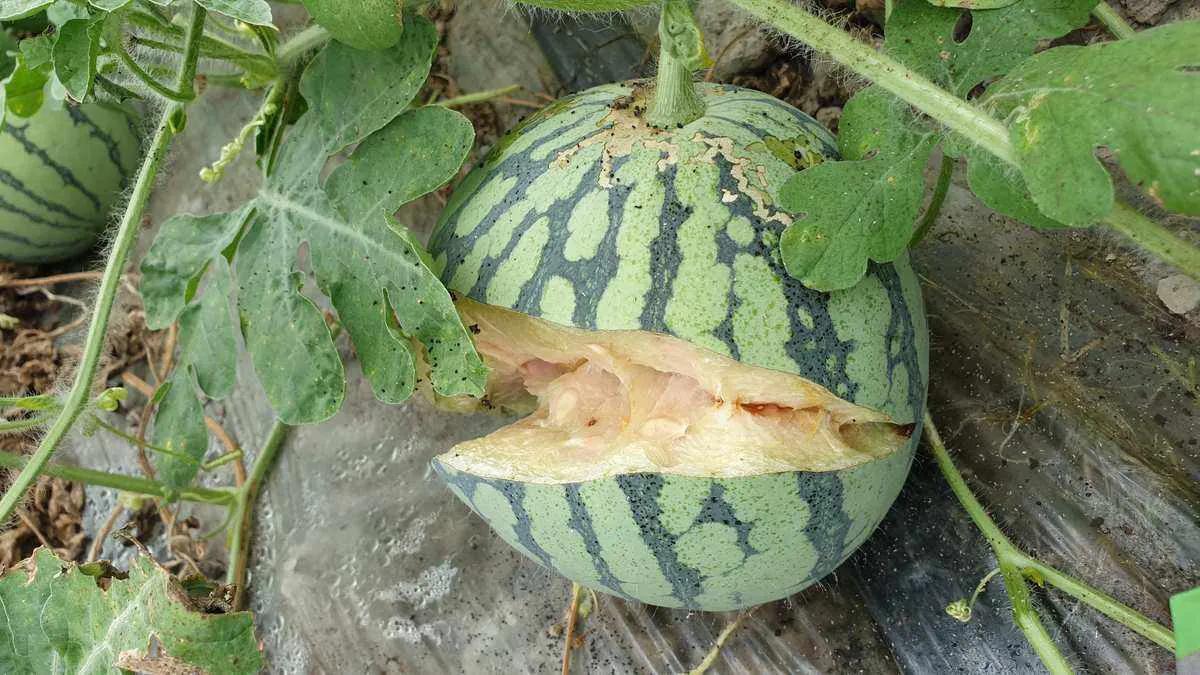 西瓜切开裂口是什么原因导致的,西瓜瓤裂口怎么回事