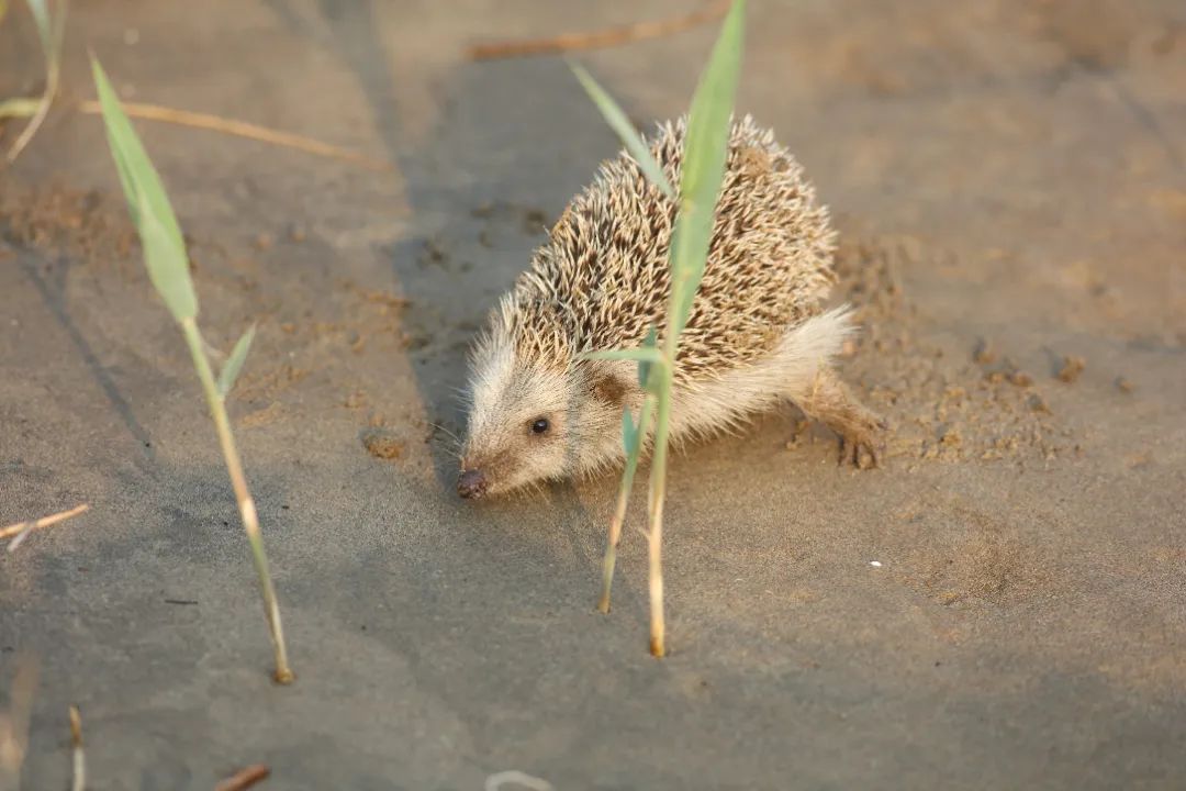 师大寻鸟记，这些小可爱，你都见过吗？