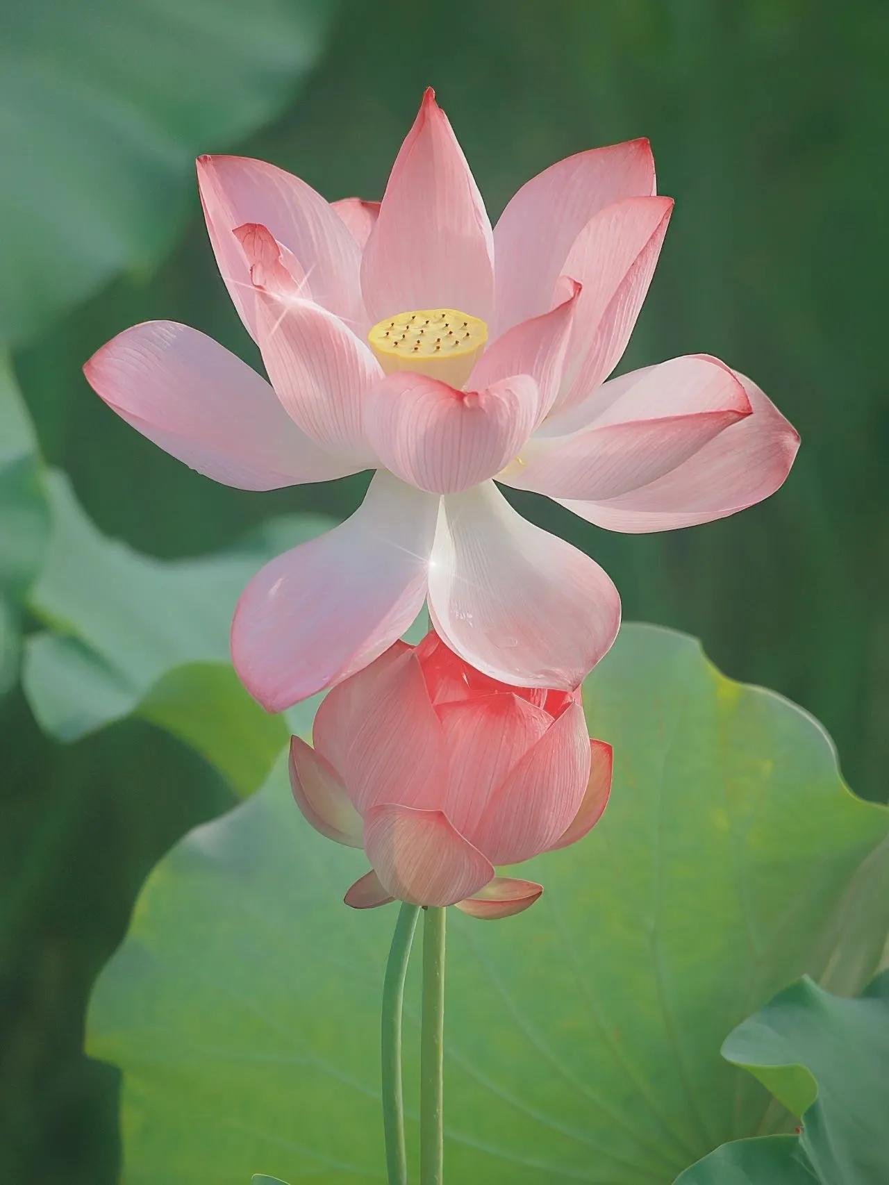 荷花荷叶壁纸图片大全,荷叶手机壁纸高清图片