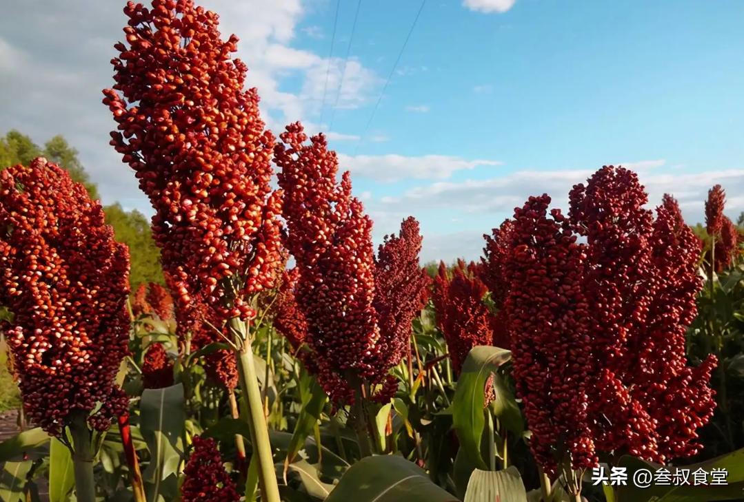 四款好喝不贵的纯粮食酒,十款便宜又好喝的纯粮食酒排行榜