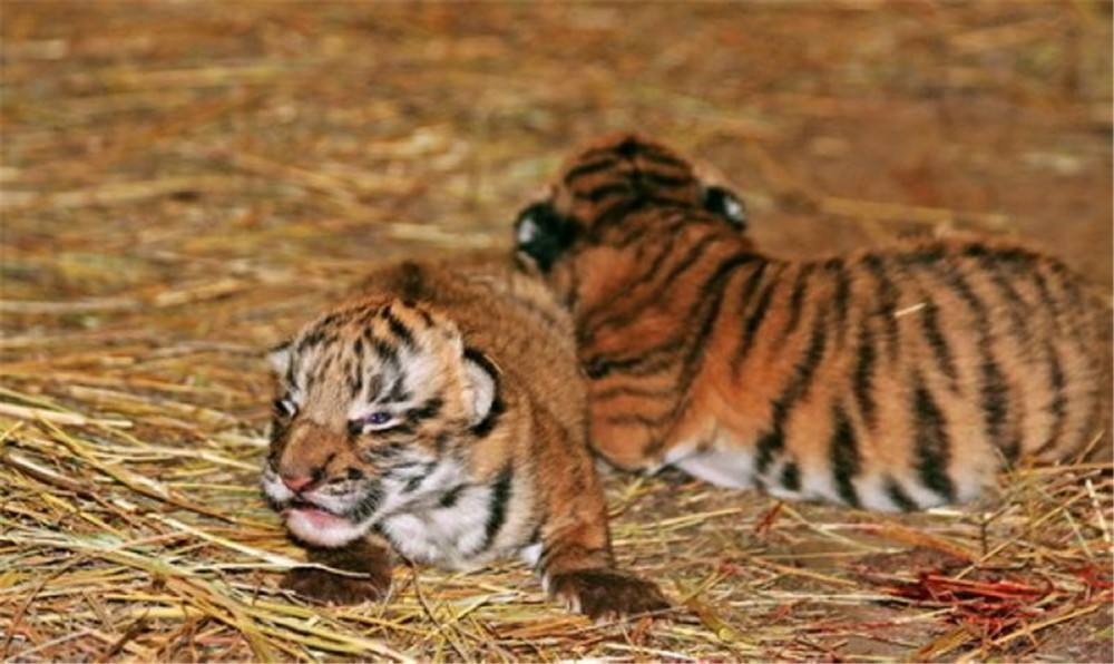 19年前，中国送到非洲放养的5只华南虎，如今还剩几只？回国了吗