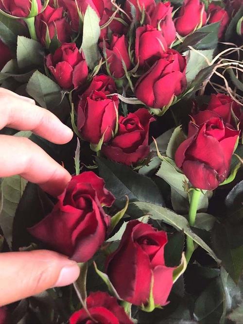 玫瑰花有几种颜色各代表什么意思,不同颜色的玫瑰花表示的寓意不同