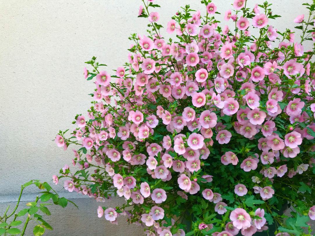 春天来了这5种花赶快扦插,春季来了养花不可少