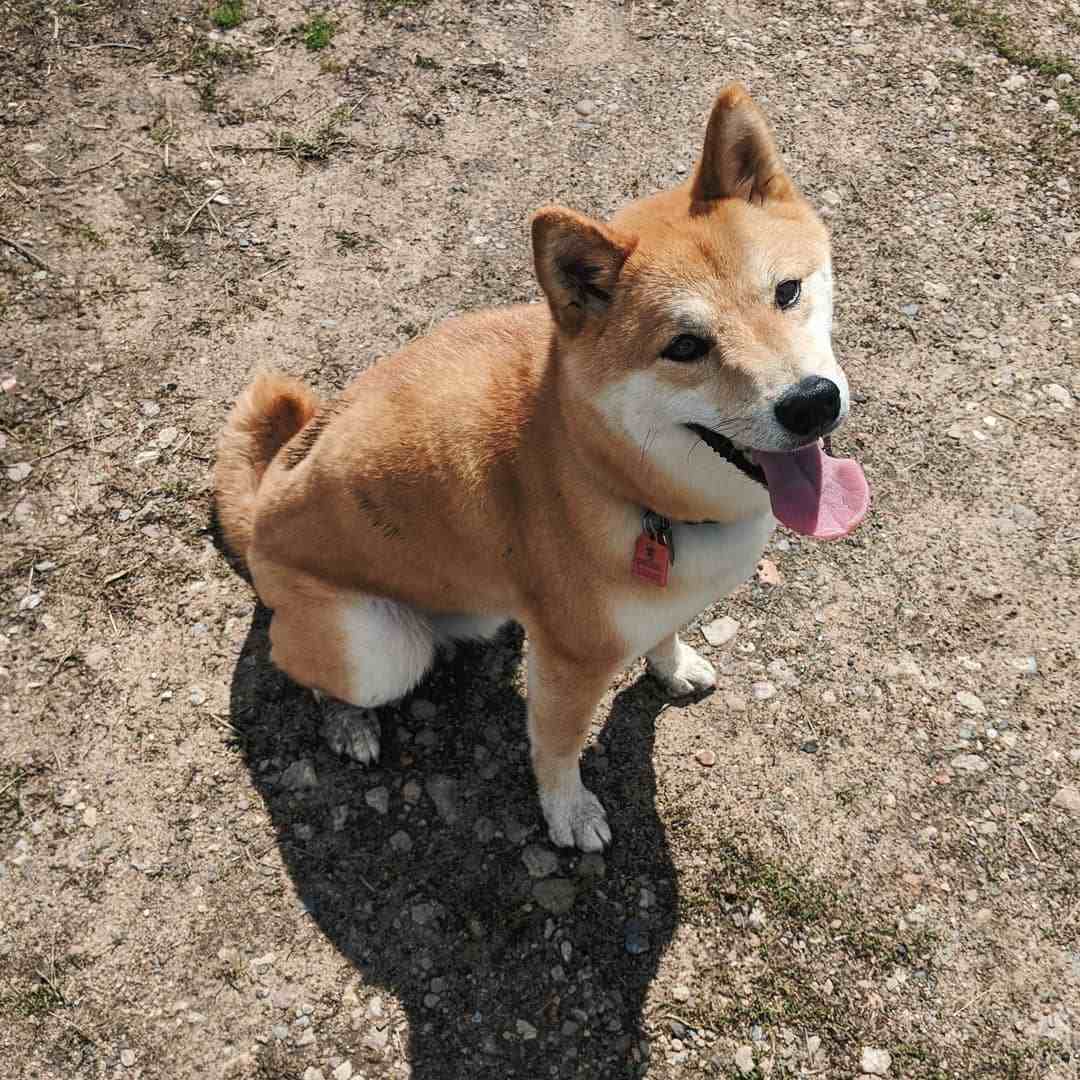 柴犬好养吗优缺点有哪些表现,了解了习性事半功倍