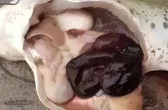 细菌性败血症鱼怎么治,淡水鱼败血症治疗