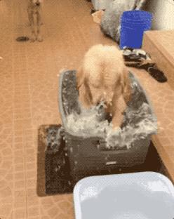 养金毛的好处和坏处,养金毛狗的好处