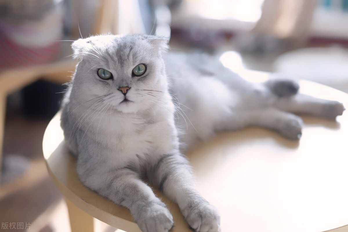 养土猫和宠物猫的区别,土猫可以当宠物猫养吗