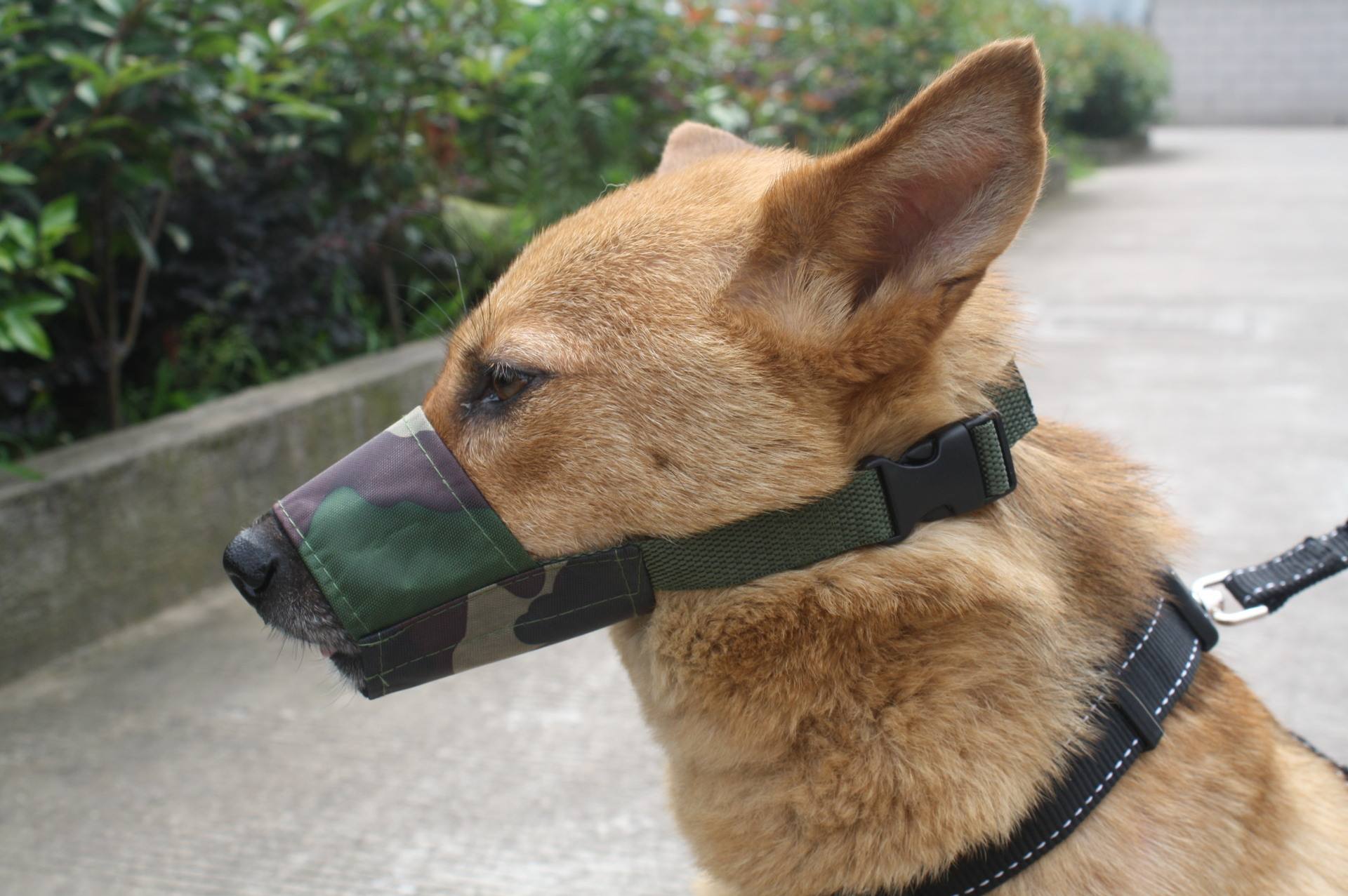 狗狗老舔尿道是什么原因,狗狗舔别的狗尿是什么原因