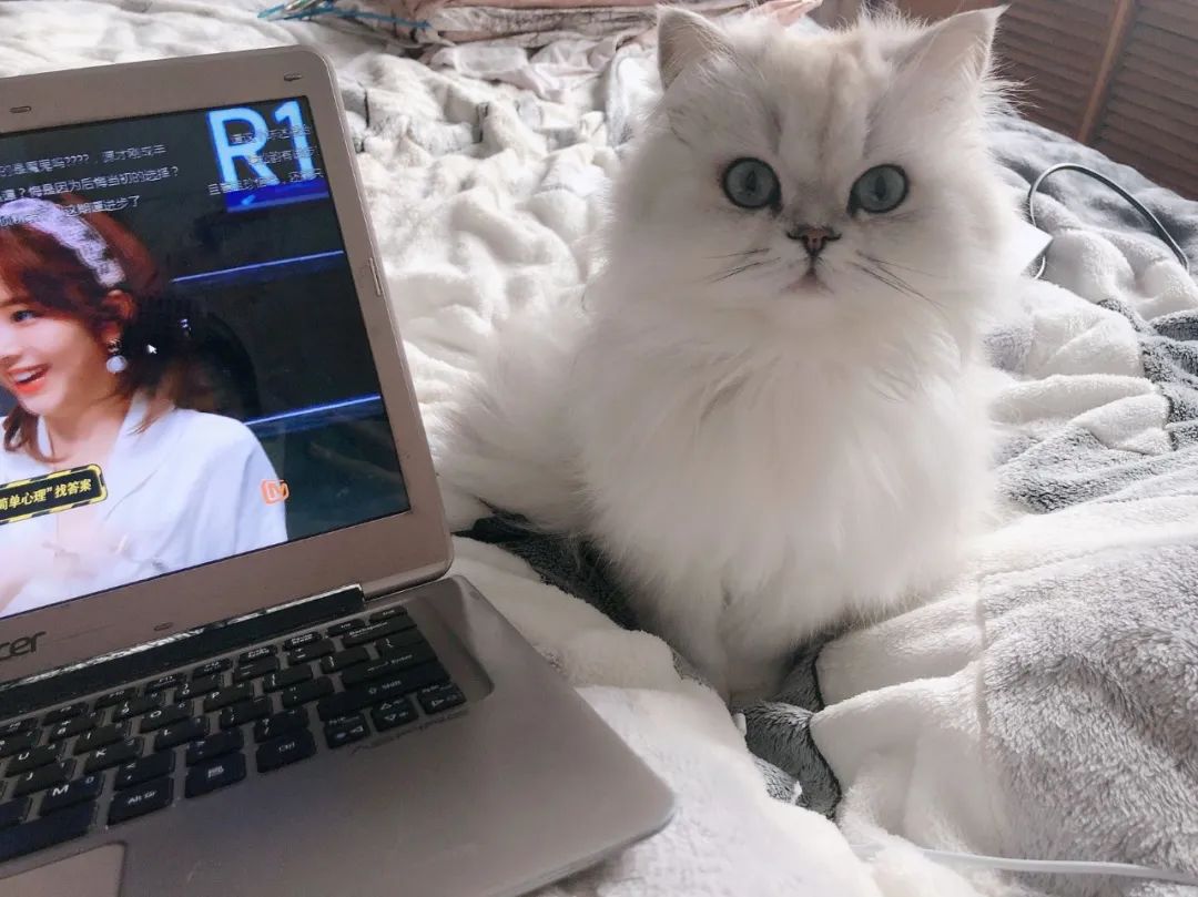 想扔猫怎么办,我想丢掉猫咪怎么办