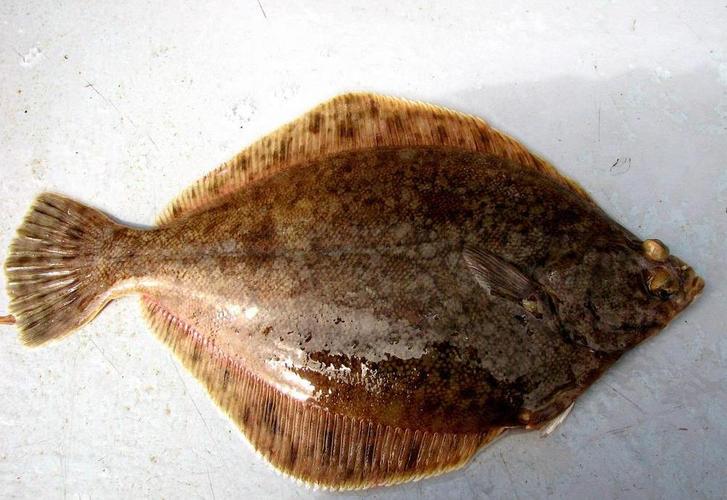 条斑星鲽工厂化养殖技术,星斑川鲽的营养价值