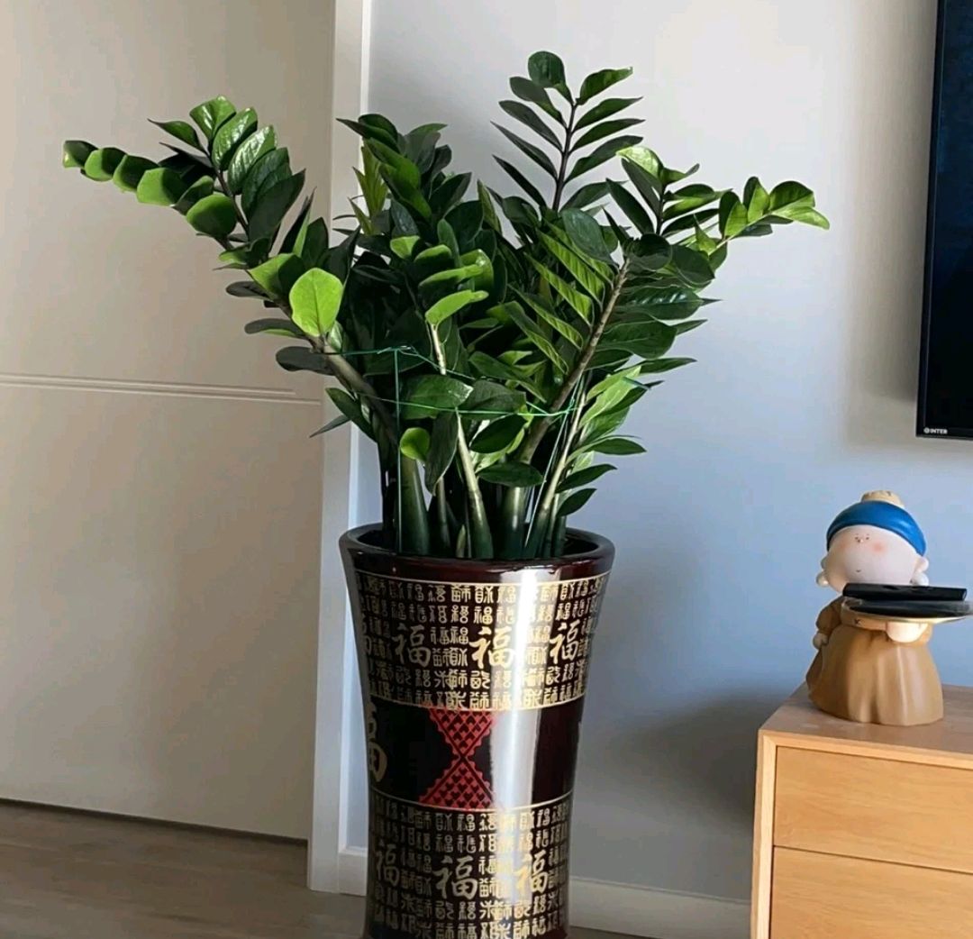 被水浇死的盆栽,容易浇死的植物