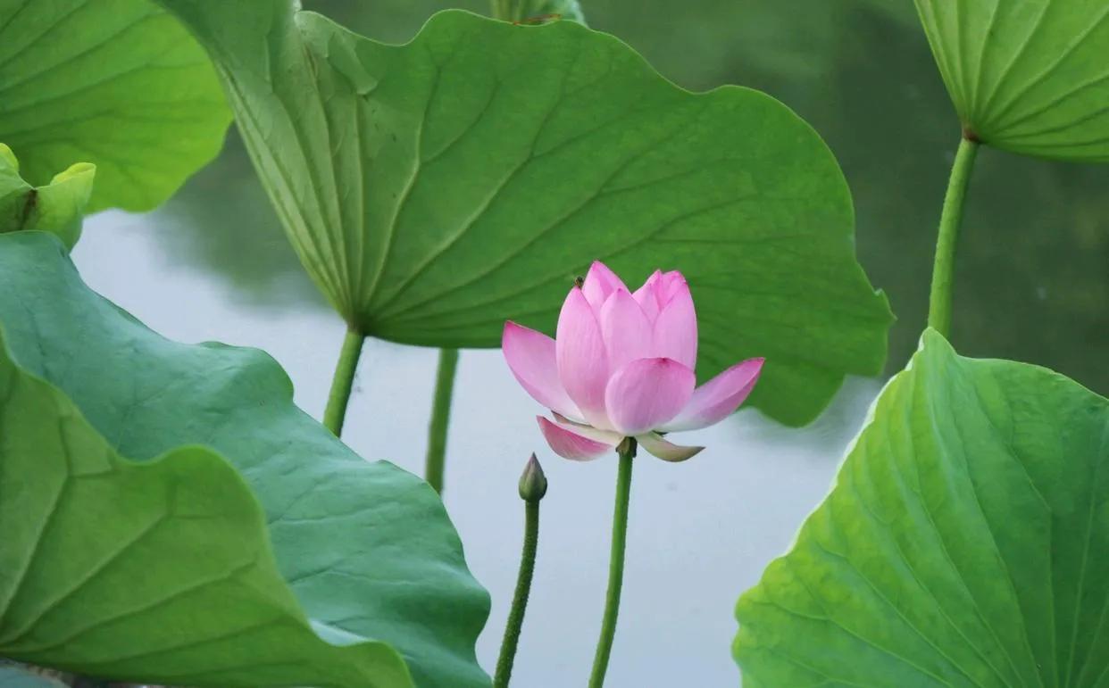 惊艳千年的“花之仙子”，唯美了整个夏天