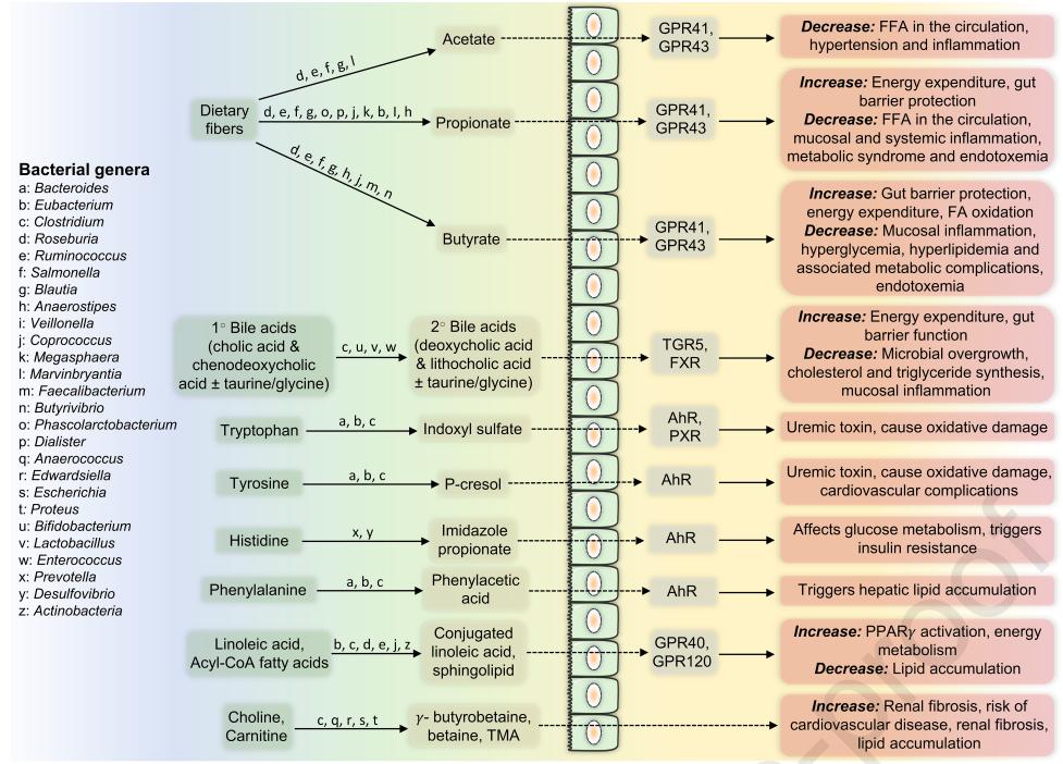 肠道微生物学最新研究,肠道微生物学基础知识