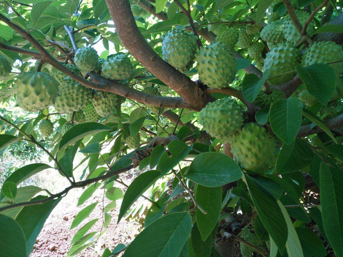 南国珍果图片大全,南国珍果超市视频