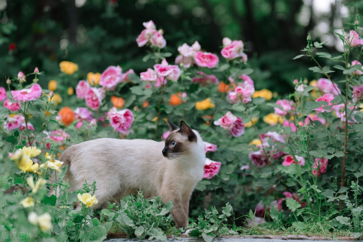 暹罗猫和布偶猫怎么区分,暹罗猫跟布偶猫有什么区别