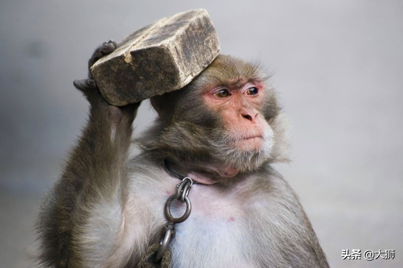 鐚村瓙闈炲父鍑剁寷,鐚村瓙鍑剁寷