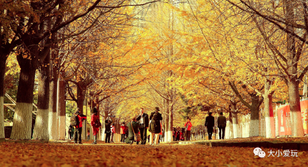 银杏最美的地方,金秋十月最美的银杏