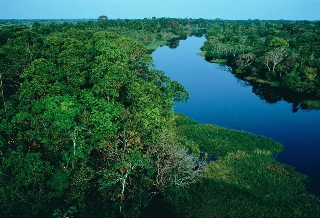 进口木材鲍迪豆,鲍迪豆木材和南美红酸枝哪个更好