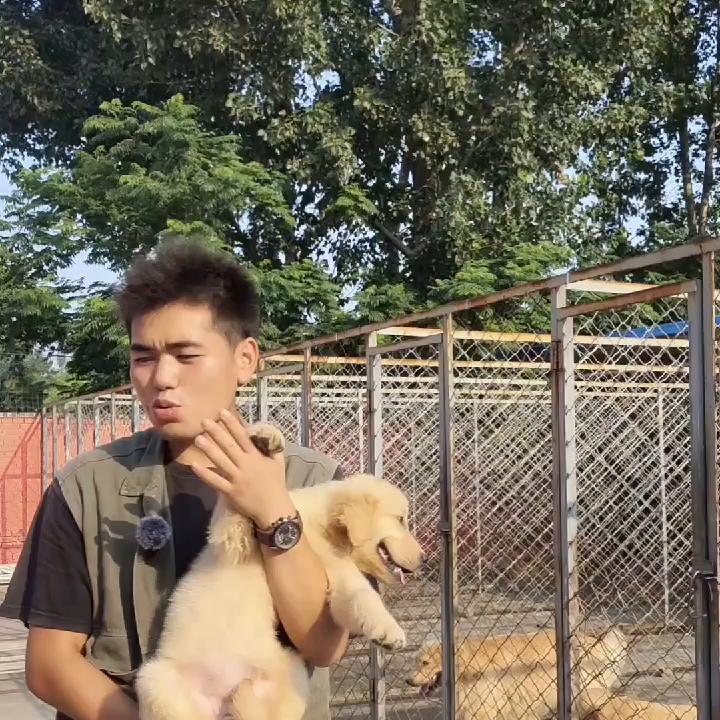 去买狗该注意的地方,一定要擦亮眼睛