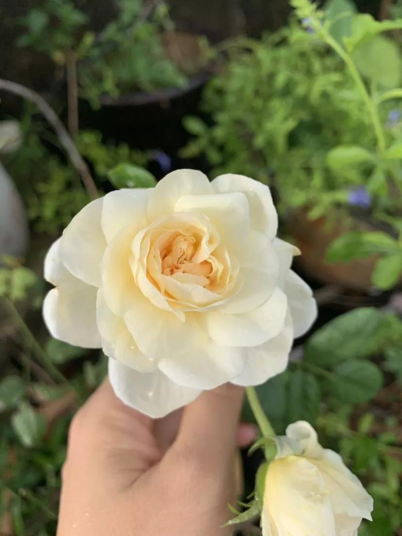 月季品种醉花,月季品种大全及图片欣赏