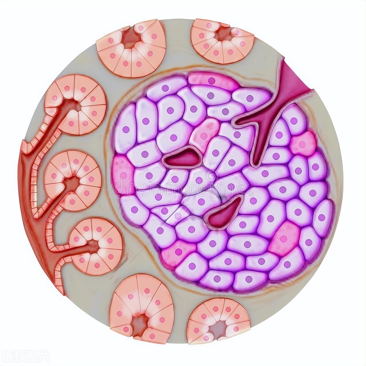 患糖尿病之后,性功能越来越差是怎么回事?医生告诉你明确答案
