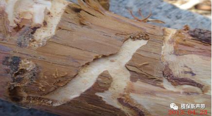 蛀干害虫为害症状识别,什么是蛀干害虫