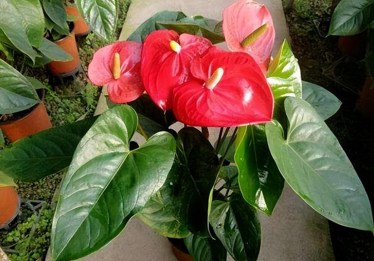 适合室内养的耐阴花和植物,就养这10种耐阴花比绿萝都好养