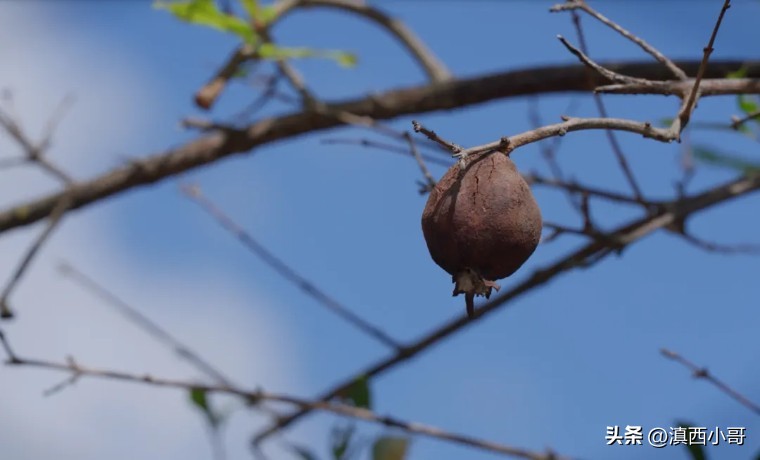 美丽的红宝石石榴,一席一果