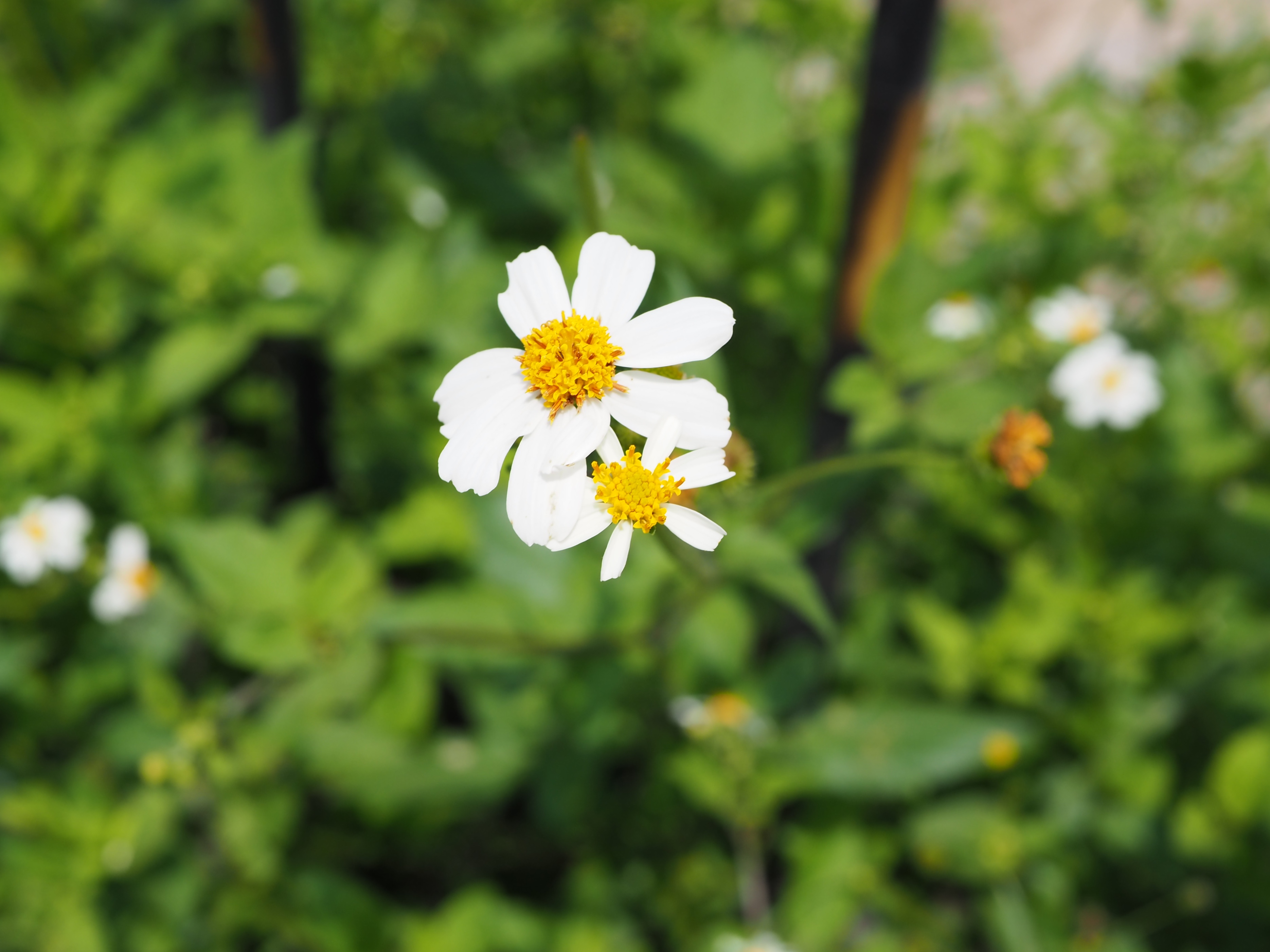 松下25mmF1.7样张赏析，看看画质、锐度如何？