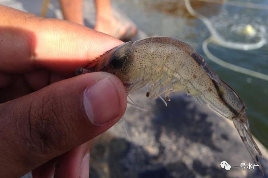 养殖对虾疾病的诊断与防治,对虾养殖弧菌爆发如何处理