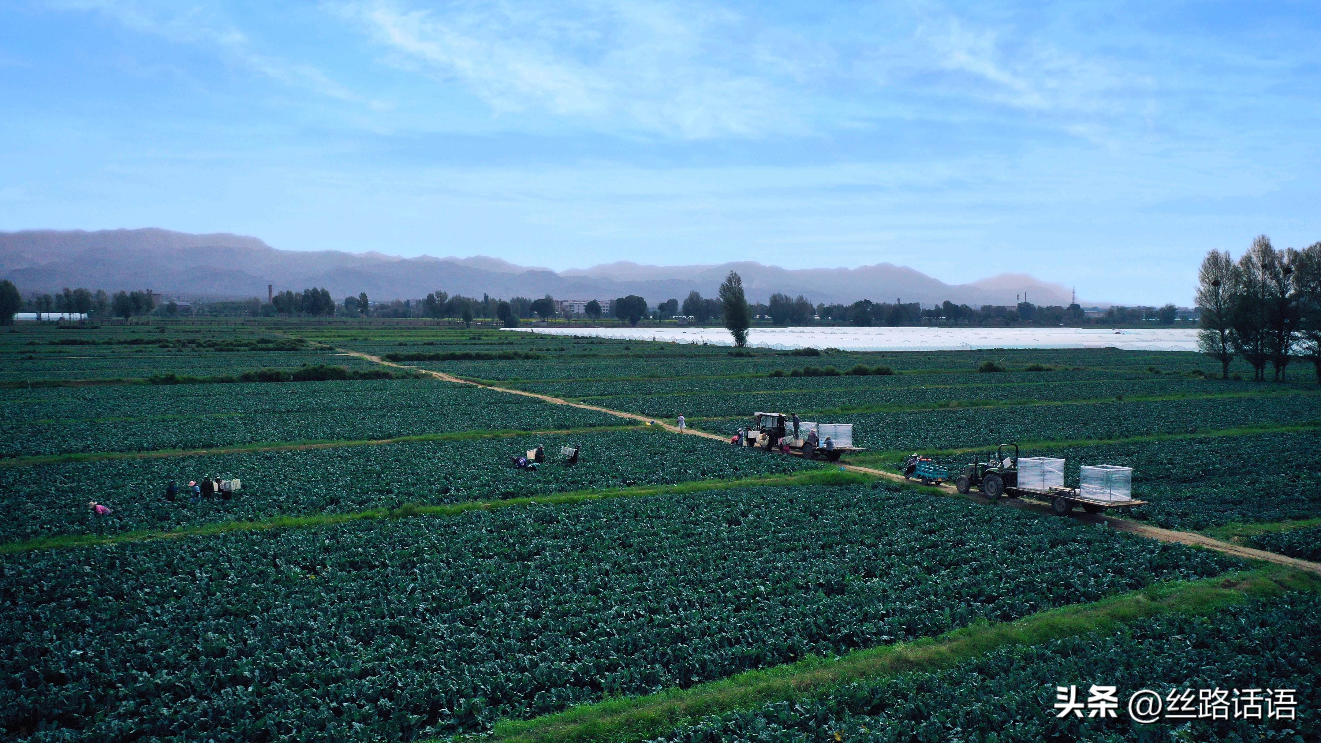 三抓三促春季造林,三抓三促七里河