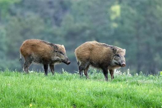 野猪养殖技术资料有哪些,3万元的野猪养殖技术