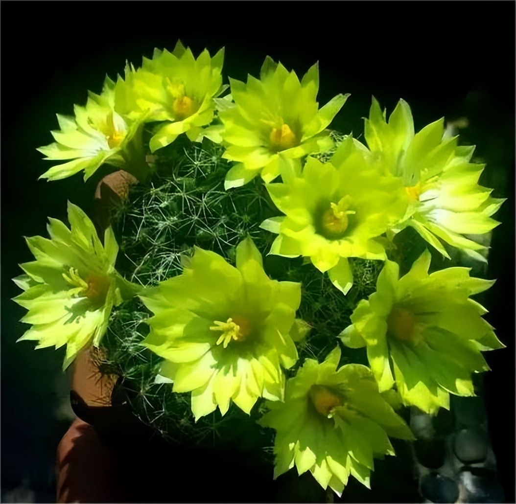 沙漠玫瑰和仙人掌,沙漠之花仙人球开花