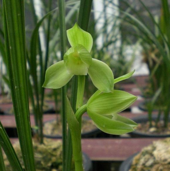 2004年，他采得一棵春兰，后来开出绝世好花，成为无法超越的经典