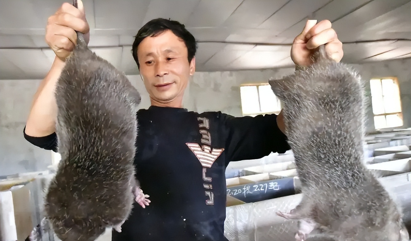 国内惊现巨型老鼠,上海巨型老鼠
