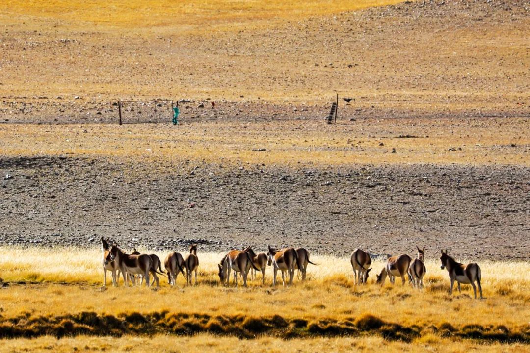 阿里去哪儿,阿里去哪里旅游最好